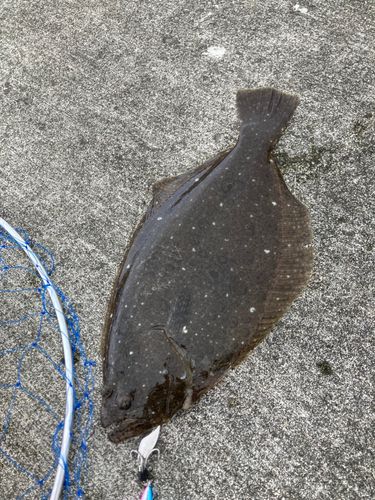 ソゲの釣果