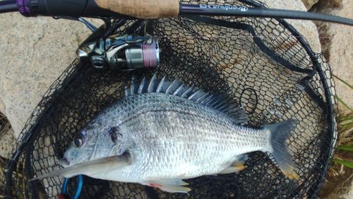 キビレの釣果