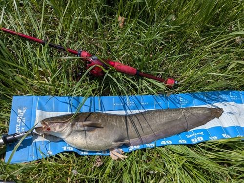 ナマズの釣果