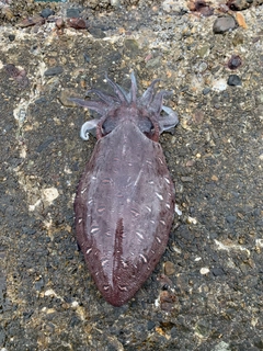 モンゴウイカの釣果