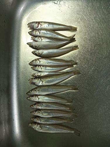 キスの釣果