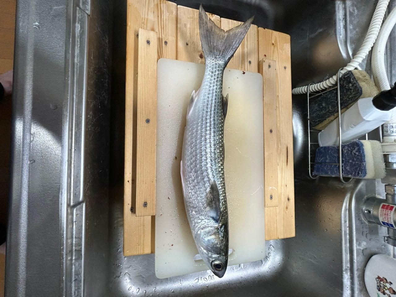 アングラー57528043 さんの 2026年05月21日のボラの釣り・釣果情報