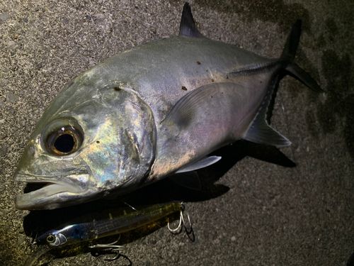 メッキの釣果