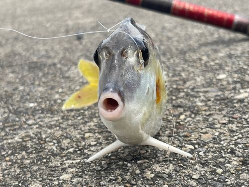 ギマの釣果