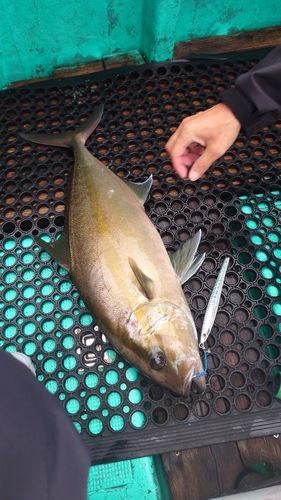 カンパチの釣果