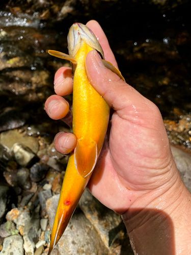 ニッコウイワナの釣果