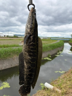 ライギョの釣果
