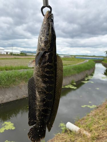 ライギョの釣果