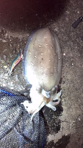 モンゴウイカの釣果