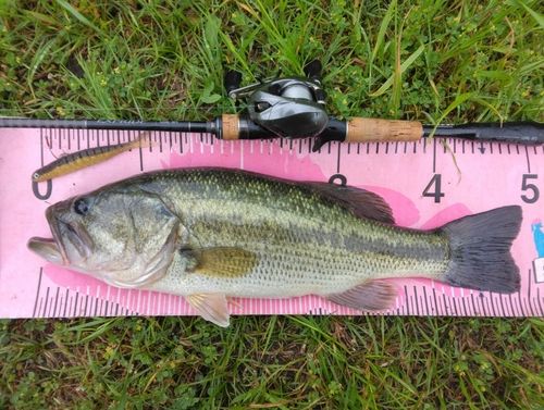 ブラックバスの釣果