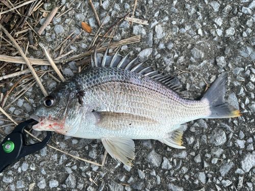 キビレの釣果
