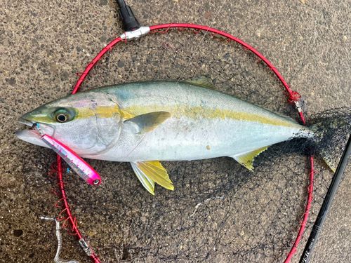 ヒラマサの釣果