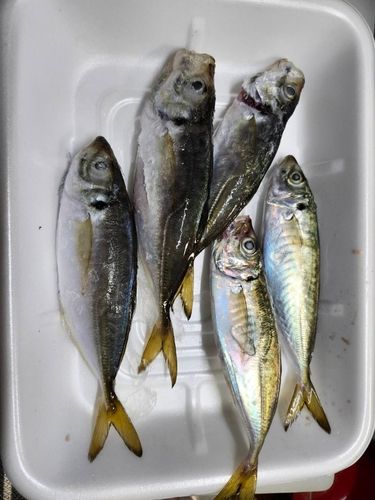 アジの釣果