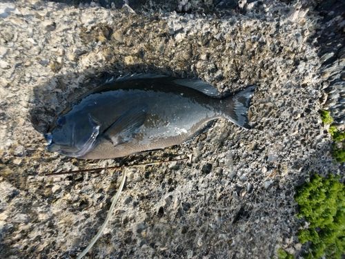 メジナの釣果