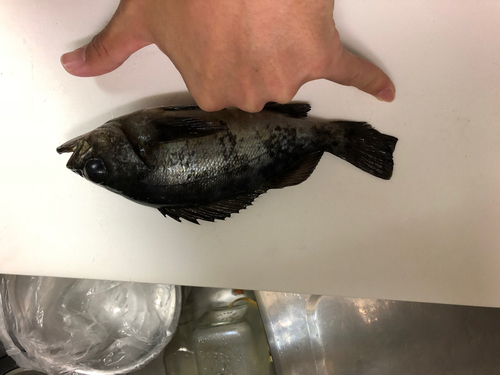 クロメバルの釣果