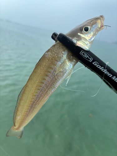 キスの釣果