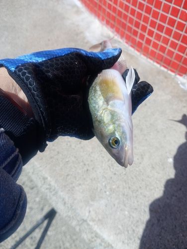 ホッケの釣果