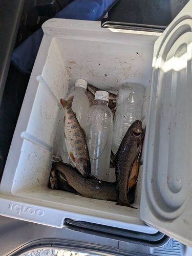 イワナの釣果