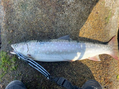 アメマスの釣果