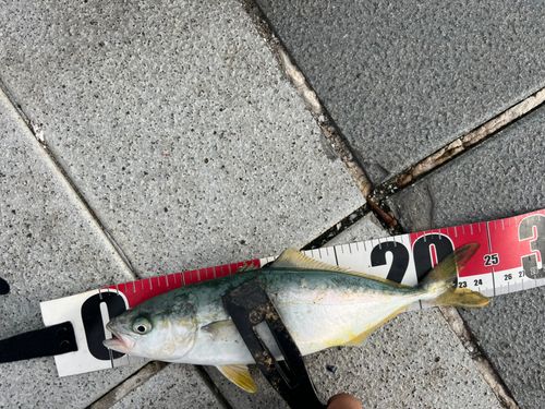 ツバスの釣果