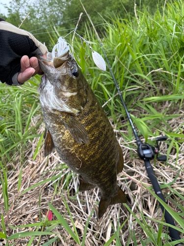 スモールマウスバスの釣果
