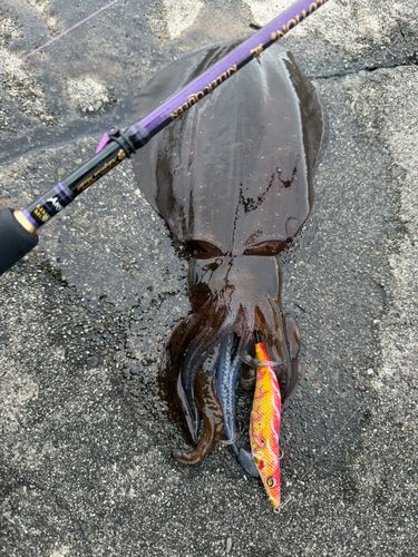 アオリイカの釣果