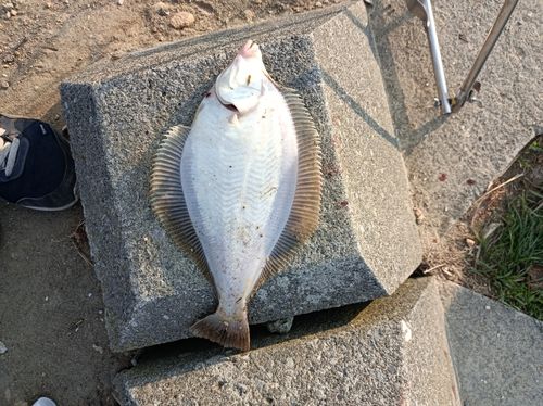 マガレイの釣果