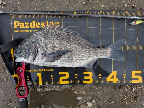 クロダイの釣果