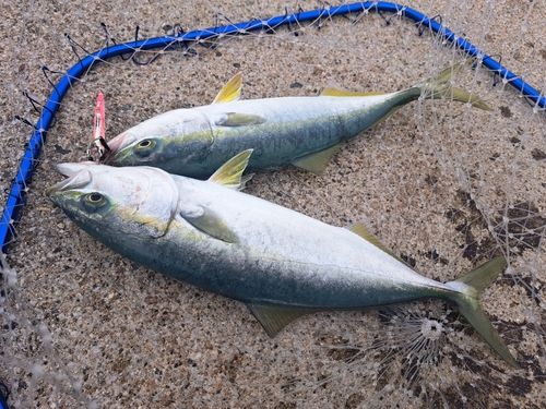 イナダの釣果
