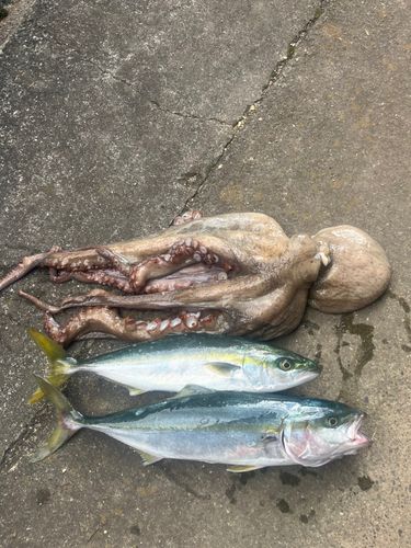 ヤズの釣果