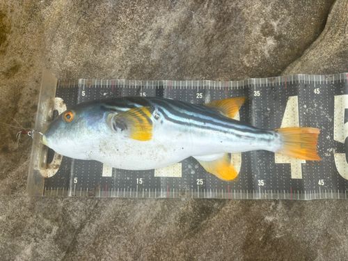 シマフグの釣果