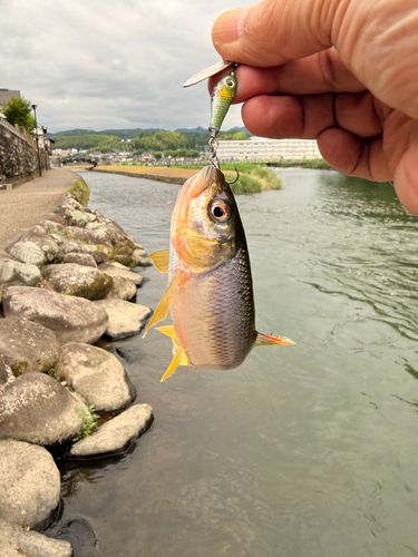 ウグイの釣果