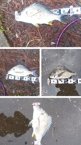 チヌの釣果