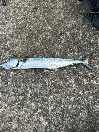 サゴシの釣果