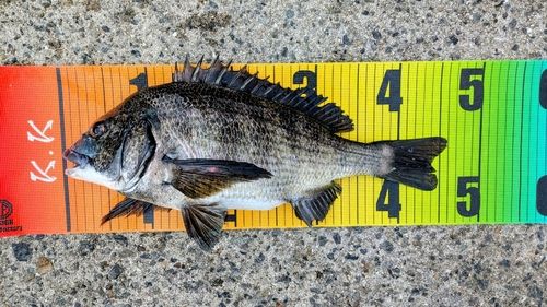 チヌの釣果