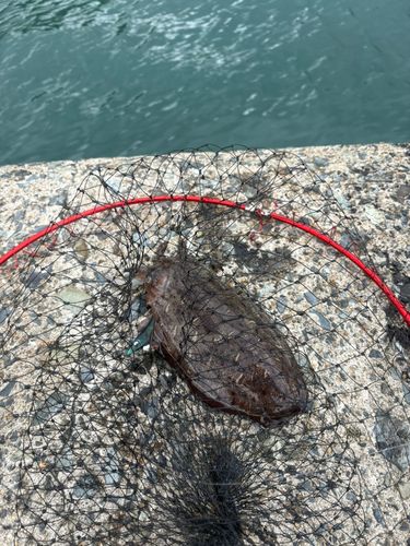 モンゴウイカの釣果