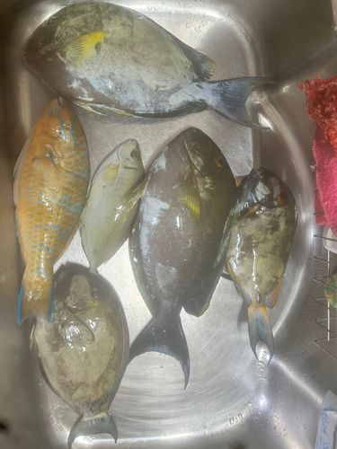 トカジャーの釣果