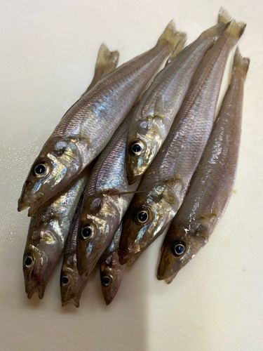 キスの釣果