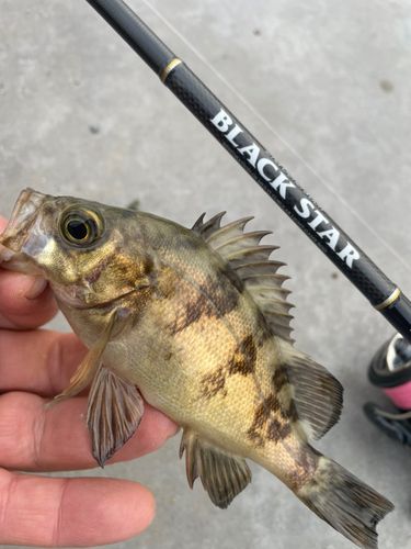 メバルの釣果