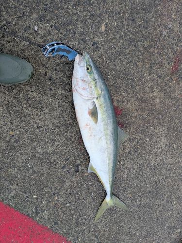ブリの釣果