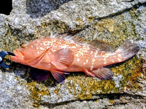 キジハタの釣果