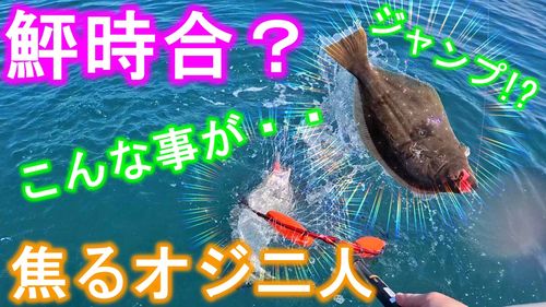 ヒラメの釣果