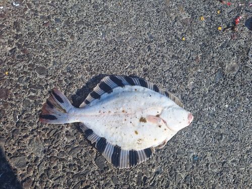 カレイの釣果