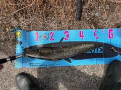 マナマズの釣果