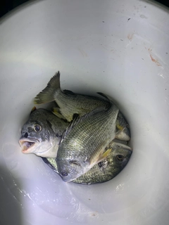 キビレの釣果