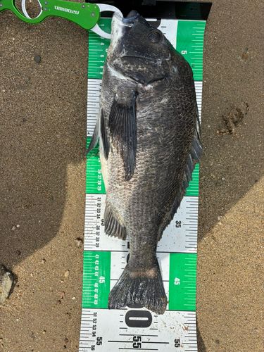 チヌの釣果
