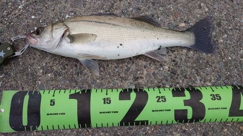 セイゴ（ヒラスズキ）の釣果