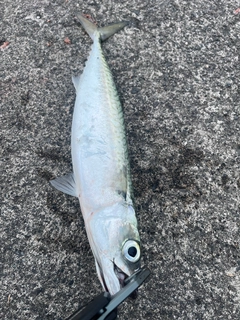 サバの釣果