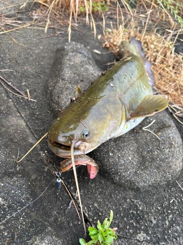ナマズの釣果