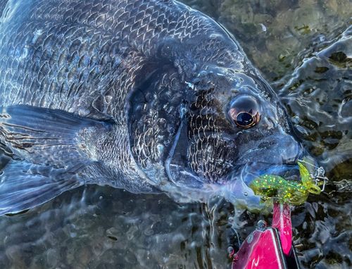 チヌの釣果